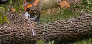 Best Lawn Watering Services  in Chicopee, MA