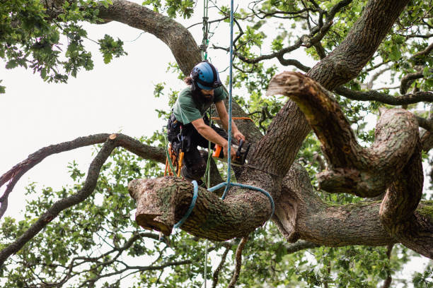 Best Hazardous Tree Removal  in Chicopee, MA