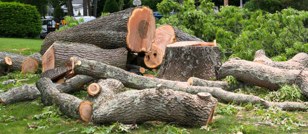 Best Utility Line Clearance  in Chicopee, MA