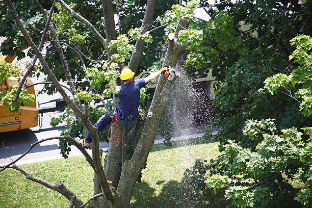 Lawn Irrigation Installation and Maintenance in Chicopee, MA
