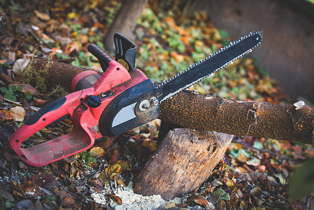 Best Seasonal Cleanup (Spring/Fall)  in Chicopee, MA