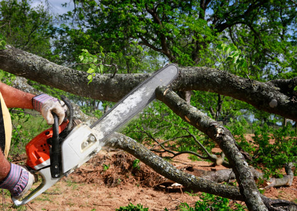 Trusted Chicopee, MA Tree Care Experts