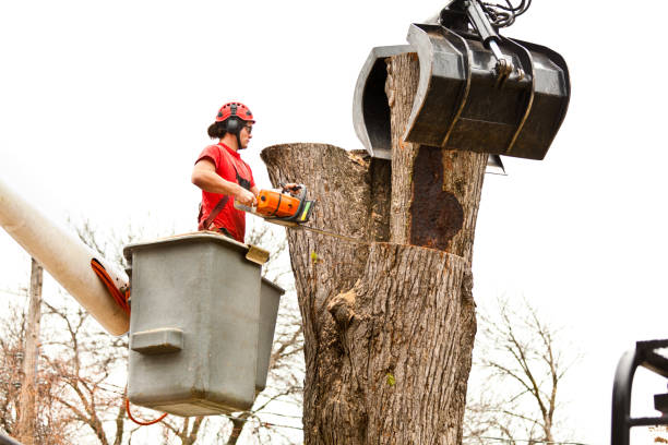 How Our Tree Care Process Works  in  Chicopee, MA